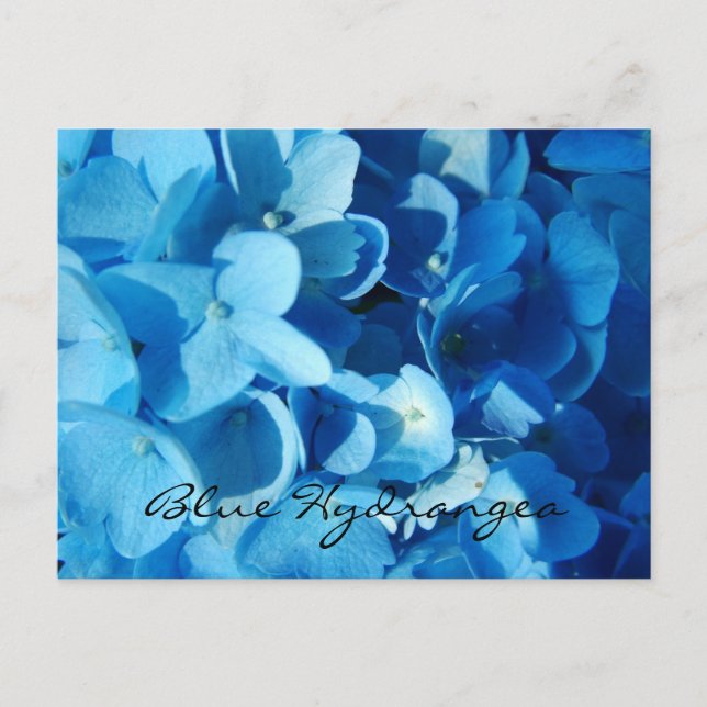 Carte Postale Fleurs bleues, hortensia (Devant)