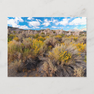 Carte Postale Fleurs   Blooming Sagebrush Californie