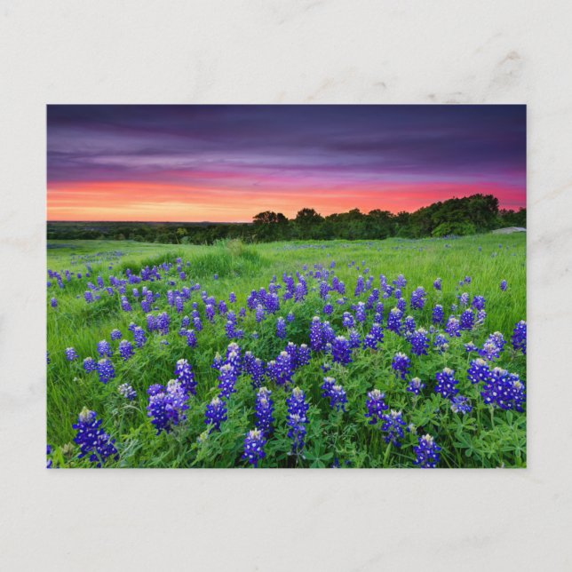 Carte Postale Fleurs | Bluebonnets à Sunset Texas (Devant)