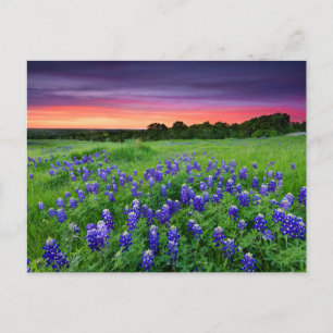Carte Postale Fleurs Bluebonnets à Sunset Texas