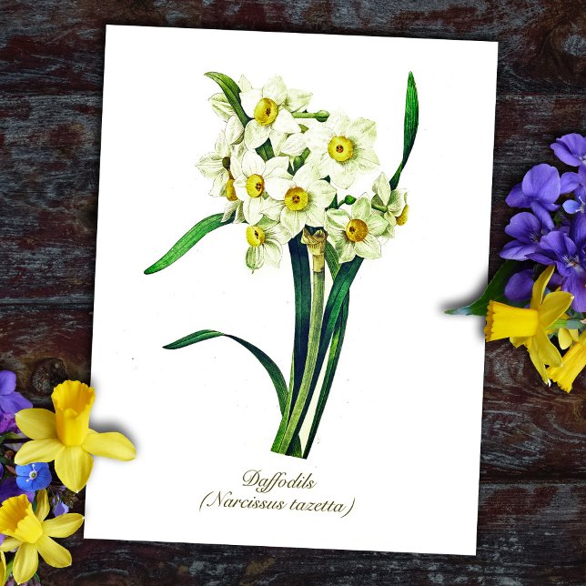 Carte Postale Fleurs botaniques vintage élégantes jonquilles bla (Créateur téléchargé)