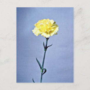 Carte Postale Fleurs carnation jaunes