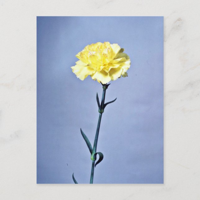 Carte Postale Fleurs carnation jaunes (Devant)