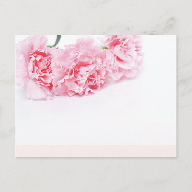 Carte Postale Fleurs carnation rose sur arrière - plan blanc (Devant)