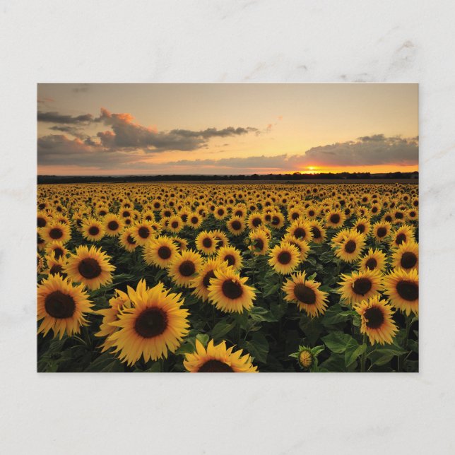 Carte Postale Fleurs | Champ de Tournesols (Devant)