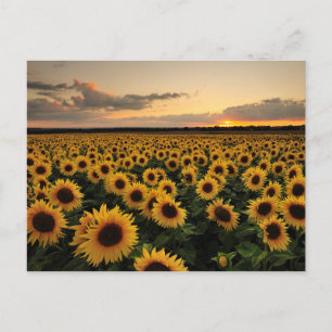 Carte Postale Fleurs   Champ de Tournesols