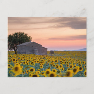 Carte Postale Fleurs   Champ de tournesols Provence, France