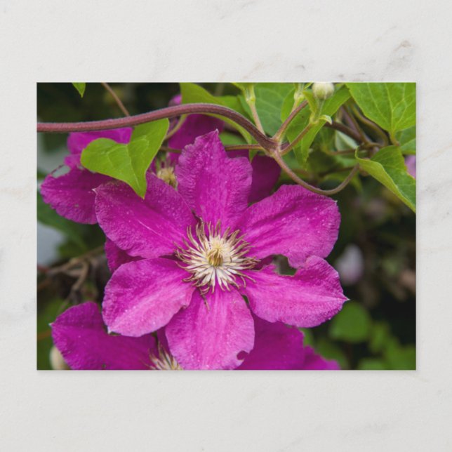 Carte Postale Fleurs chez Robinette's Apple Haus & Gift Barn (Devant)
