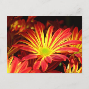 Carte Postale Fleurs chrysanthèmes rouges et jaunes personnalisa