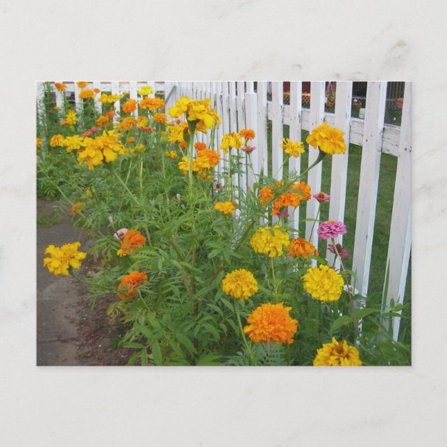 Carte Postale Fleurs & Clôture à claire-voie (Devant)