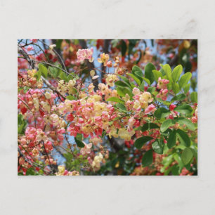 Carte Postale Fleurs colorées de l'arbre de douche