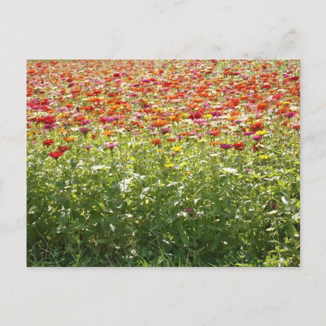 Carte Postale Fleurs Colorées de Printemps (Devant)