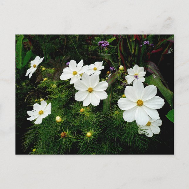 Carte Postale Fleurs Cosmos Blanches (Devant)