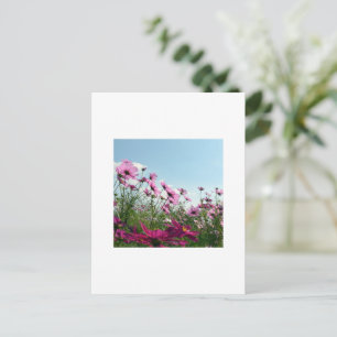 Carte Postale Fleurs Cosmos du Japon