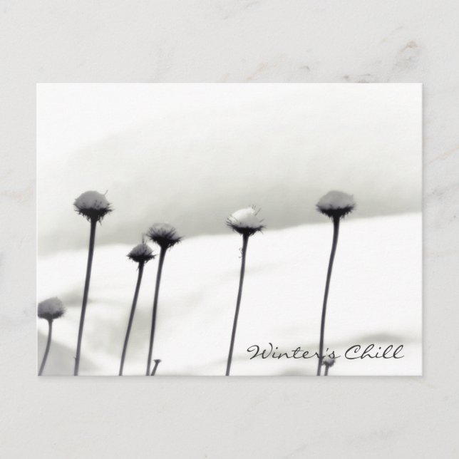 Carte Postale Fleurs couvertes de neige (Devant)