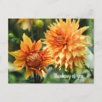 Fleurs dahlia orange et jaune à Wisley Gardens