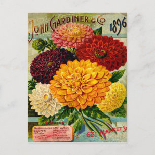 Carte Postale Fleurs Dahlia Vintages colorées