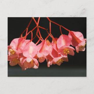 Carte Postale Fleurs d'aile rose Begonia Angel