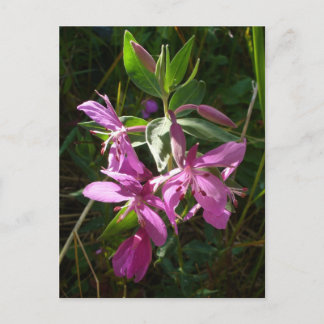 Carte Postale Fleurs d'algues naines, île de l'Unalaska