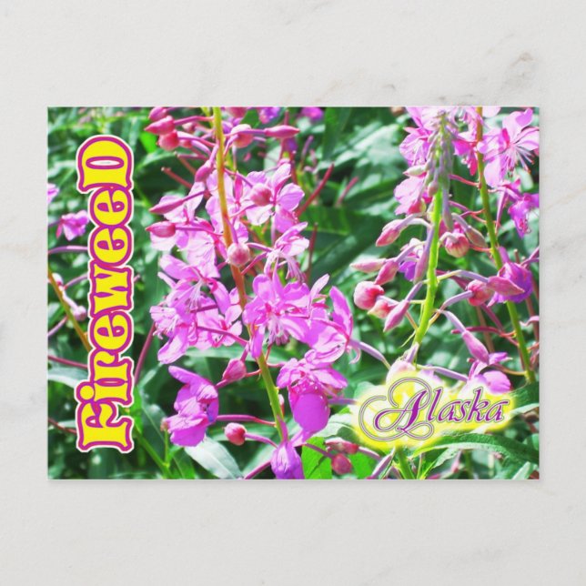 Carte Postale Fleurs d'algues roses en Alaska (Devant)