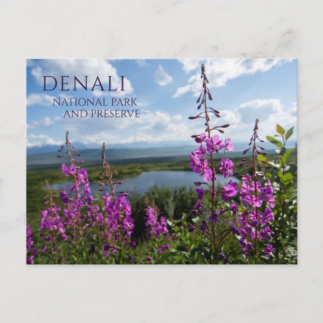 Carte Postale Fleurs d'algues, Wonder Lake Denali NP, Alaska (Devant)