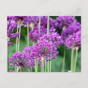 Carte Postale Fleurs d'Allium