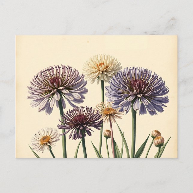 Carte Postale Fleurs d'Allium muté sur papier vieilli (Devant)
