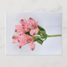 Fleurs d'Alstroemeria