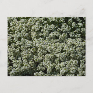 Carte Postale Fleurs d'Alysson odorant blanches