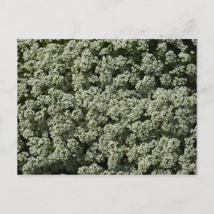 Carte Postale Fleurs d'Alyssum doux Floral blanc