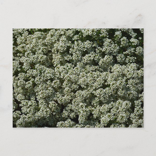 Carte Postale Fleurs d'Alyssum doux Floral blanc (Devant)