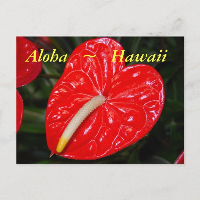 Carte Postale Fleurs d'anthurium rouge hawaïen (Devant)