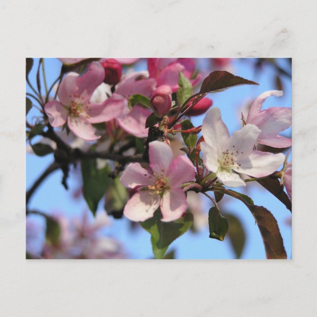 Carte Postale Fleurs d'Apple (Devant)