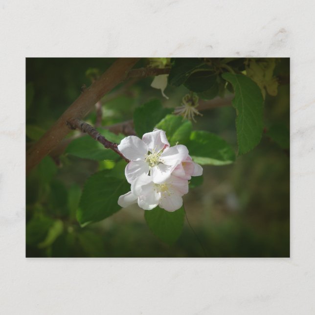 Carte Postale Fleurs d'Apple (Devant)