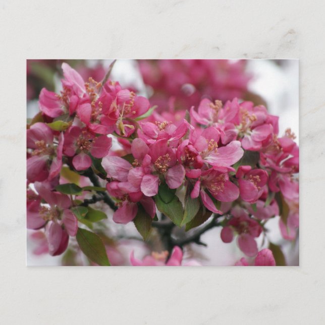 Carte Postale Fleurs d'Apple (Devant)
