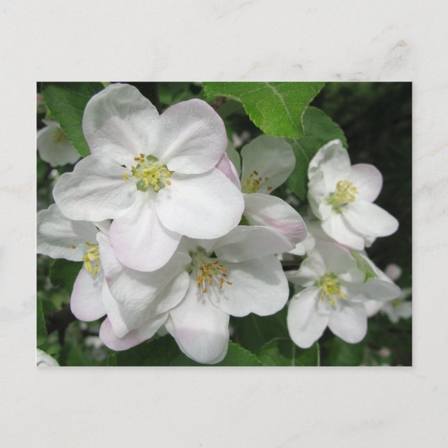 Carte Postale Fleurs d'Apple (Devant)
