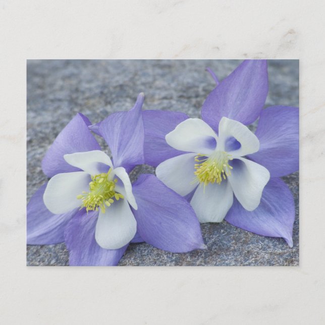 Carte Postale Fleurs d'Aquilegia (Devant)