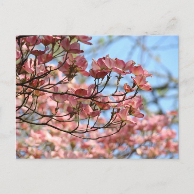 Carte postale Fleurs d'Arbre de Cornouiller Rose A (Devant)
