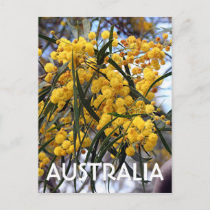 Carte Postale Fleurs d'arbre de mimosa australien jaune 2