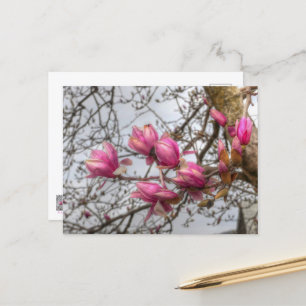 Carte Postale Fleurs d'arbre de tulipe