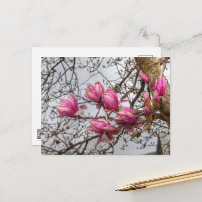 Carte Postale Fleurs d'arbre de tulipe (Devant/Arrière en situation)