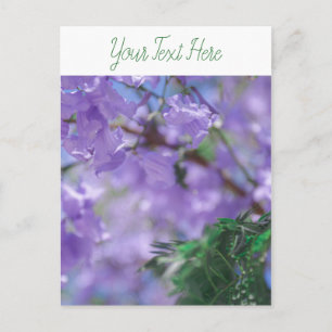 Carte Postale Fleurs d'arbre pourpres Jacaranda