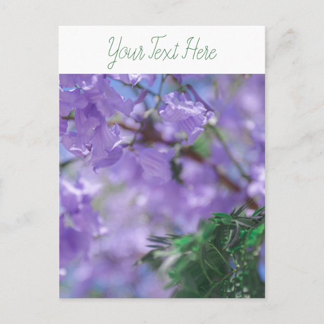 Carte Postale Fleurs d'arbre pourpres Jacaranda (Devant)