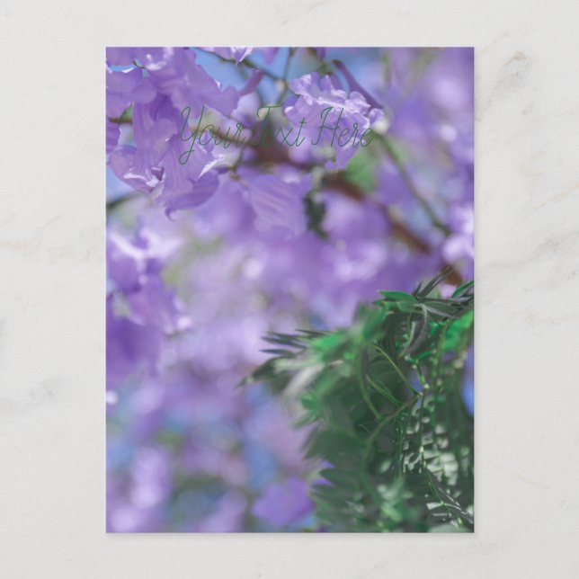 Carte Postale Fleurs d'arbre pourpres Jacaranda (Devant)
