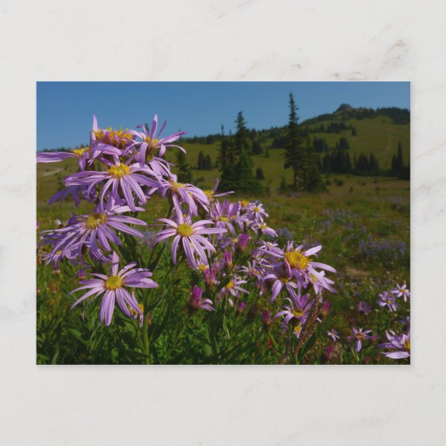Carte Postale Fleurs d'aster violettes au mont Rainier (Devant)