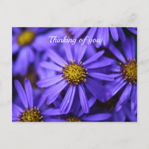 Carte Postale Fleurs d'aster violettes au RHS Garden Wisley Réfl