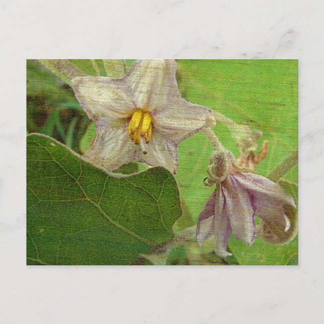 Carte Postale Fleurs d'aubergine (Devant)