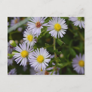 Carte Postale Fleurs d'automne