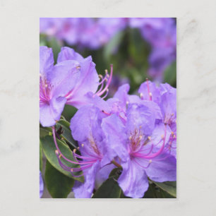 Carte Postale fleurs d'azalée violettes,杜鹃花
