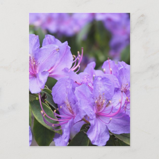 Carte Postale fleurs d'azalée violettes，杜鹃花 (Devant)